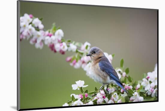 Eastern Bluebird Female in Crabapple Tree, Marion, Illinois, Usa-Richard ans Susan Day-Mounted Photographic Print