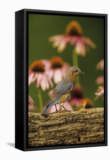 Eastern Bluebird Female on Fence by Purple Coneflowers, Marion, Il-Richard and Susan Day-Framed Premier Image Canvas