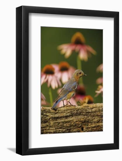 Eastern Bluebird Female on Fence by Purple Coneflowers, Marion, Il-Richard and Susan Day-Framed Photographic Print