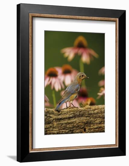 Eastern Bluebird Female on Fence by Purple Coneflowers, Marion, Il-Richard and Susan Day-Framed Photographic Print