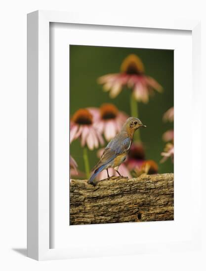 Eastern Bluebird Female on Fence by Purple Coneflowers, Marion, Il-Richard and Susan Day-Framed Photographic Print