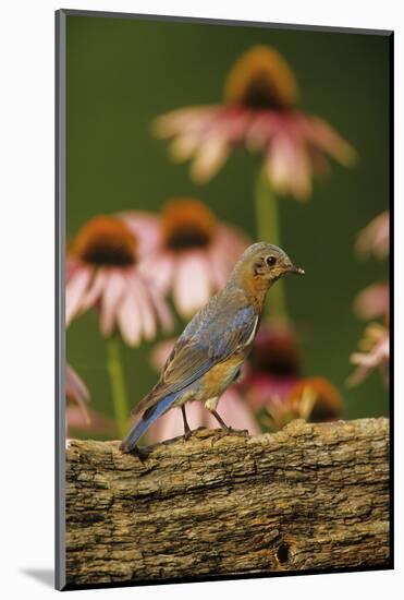 Eastern Bluebird Female on Fence by Purple Coneflowers, Marion, Il-Richard and Susan Day-Mounted Photographic Print