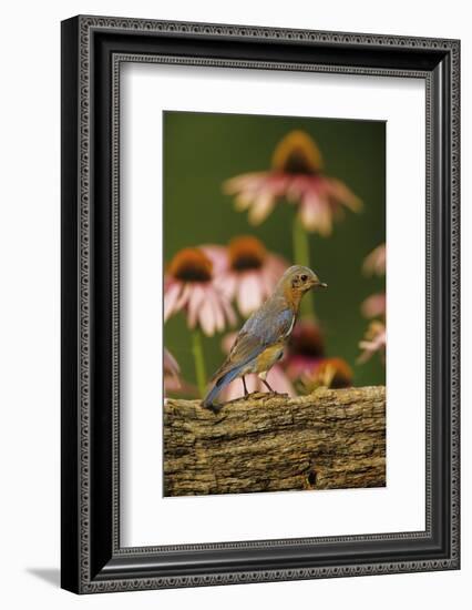 Eastern Bluebird Female on Fence by Purple Coneflowers, Marion, Il-Richard and Susan Day-Framed Photographic Print