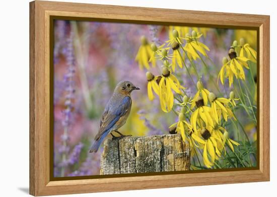 Eastern Bluebird Female on Fence Post Near Flower Garden, Marion, Il-Richard and Susan Day-Framed Premier Image Canvas