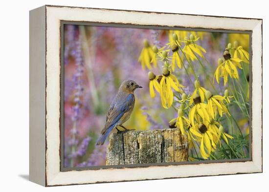 Eastern Bluebird Female on Fence Post Near Flower Garden, Marion, Il-Richard and Susan Day-Framed Premier Image Canvas