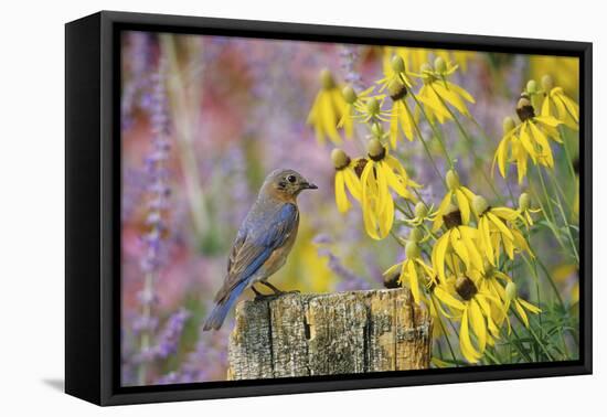 Eastern Bluebird Female on Fence Post Near Flower Garden, Marion, Il-Richard and Susan Day-Framed Premier Image Canvas