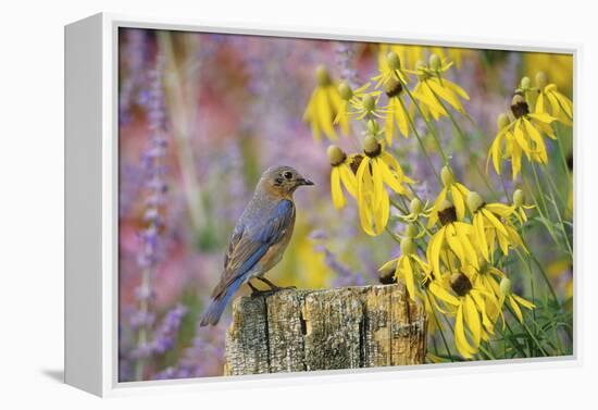 Eastern Bluebird Female on Fence Post Near Flower Garden, Marion, Il-Richard and Susan Day-Framed Premier Image Canvas