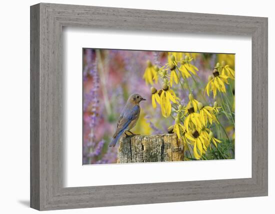 Eastern Bluebird Female on Fence Post Near Flower Garden, Marion, Il-Richard and Susan Day-Framed Photographic Print