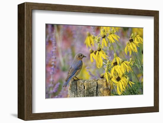 Eastern Bluebird Female on Fence Post Near Flower Garden, Marion, Il-Richard and Susan Day-Framed Photographic Print