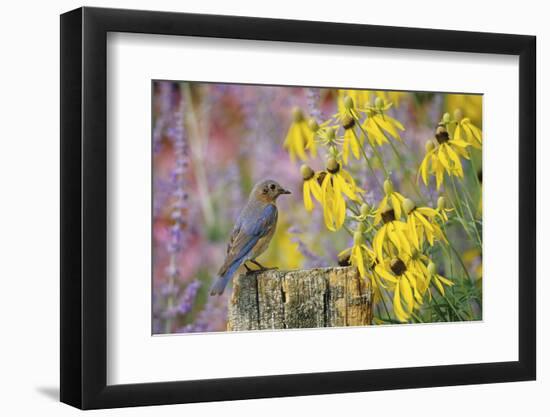 Eastern Bluebird Female on Fence Post Near Flower Garden, Marion, Il-Richard and Susan Day-Framed Photographic Print