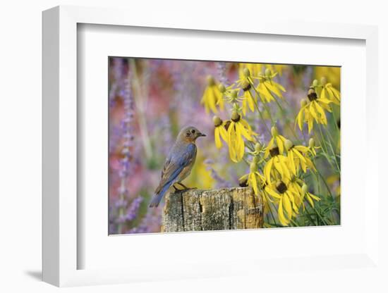 Eastern Bluebird Female on Fence Post Near Flower Garden, Marion, Il-Richard and Susan Day-Framed Photographic Print