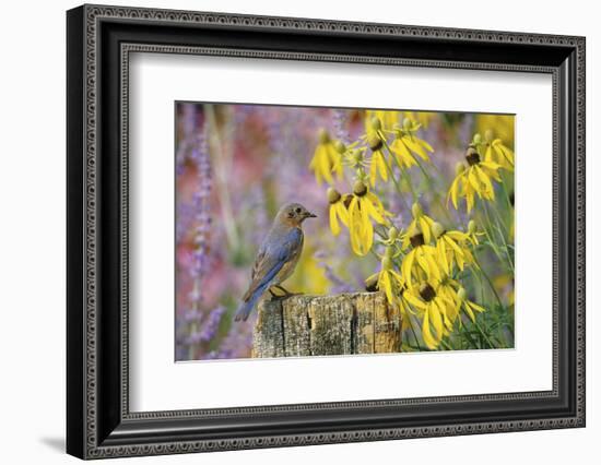 Eastern Bluebird Female on Fence Post Near Flower Garden, Marion, Il-Richard and Susan Day-Framed Photographic Print