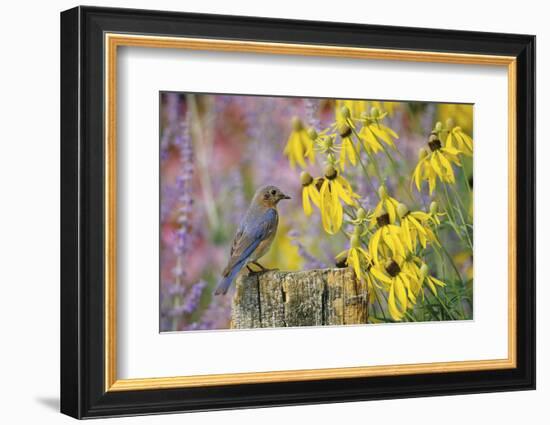 Eastern Bluebird Female on Fence Post Near Flower Garden, Marion, Il-Richard and Susan Day-Framed Photographic Print