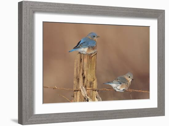 Eastern Bluebird Male and Female in Winter-null-Framed Photographic Print