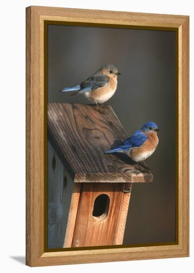 Eastern Bluebird Male and Female on Peterson Nest Box Marion County, Illinois-Richard and Susan Day-Framed Premier Image Canvas