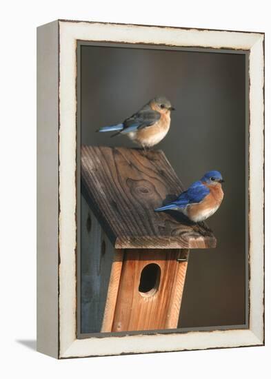 Eastern Bluebird Male and Female on Peterson Nest Box Marion County, Illinois-Richard and Susan Day-Framed Premier Image Canvas