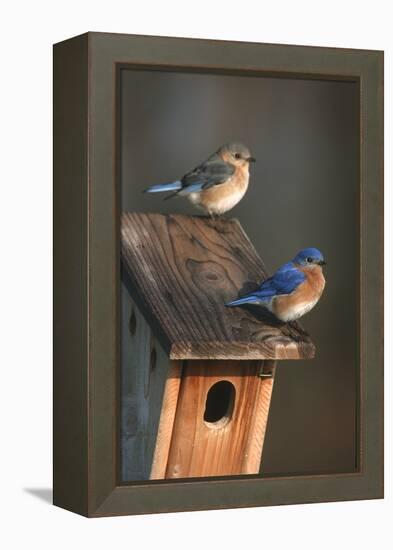 Eastern Bluebird Male and Female on Peterson Nest Box Marion County, Illinois-Richard and Susan Day-Framed Premier Image Canvas