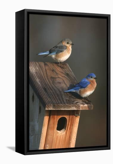 Eastern Bluebird Male and Female on Peterson Nest Box Marion County, Illinois-Richard and Susan Day-Framed Premier Image Canvas