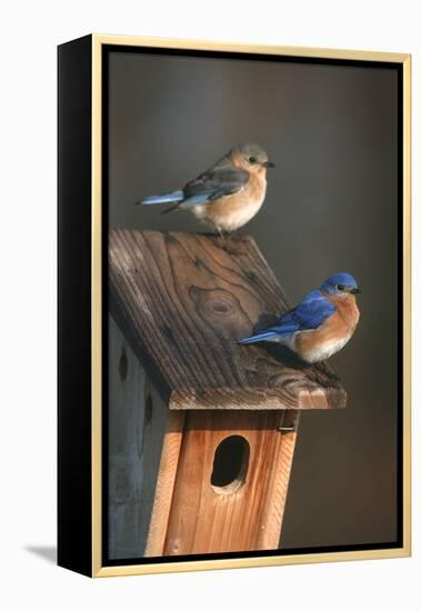 Eastern Bluebird Male and Female on Peterson Nest Box Marion County, Illinois-Richard and Susan Day-Framed Premier Image Canvas