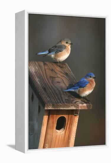 Eastern Bluebird Male and Female on Peterson Nest Box Marion County, Illinois-Richard and Susan Day-Framed Premier Image Canvas