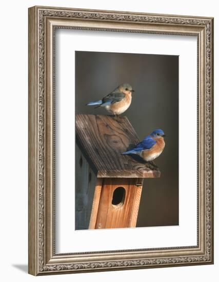 Eastern Bluebird Male and Female on Peterson Nest Box Marion County, Illinois-Richard and Susan Day-Framed Photographic Print