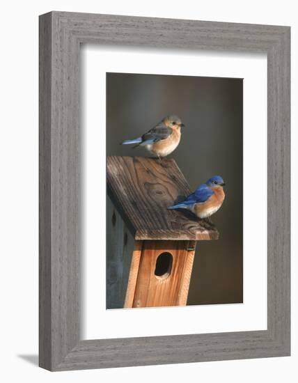 Eastern Bluebird Male and Female on Peterson Nest Box Marion County, Illinois-Richard and Susan Day-Framed Photographic Print