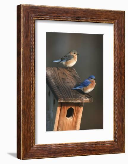 Eastern Bluebird Male and Female on Peterson Nest Box Marion County, Illinois-Richard and Susan Day-Framed Photographic Print