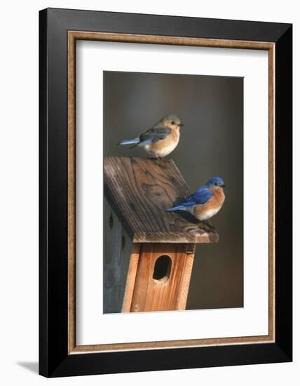 Eastern Bluebird Male and Female on Peterson Nest Box Marion County, Illinois-Richard and Susan Day-Framed Photographic Print