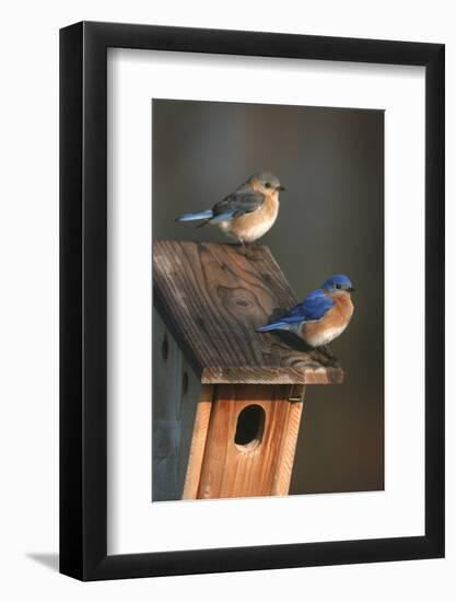 Eastern Bluebird Male and Female on Peterson Nest Box Marion County, Illinois-Richard and Susan Day-Framed Photographic Print
