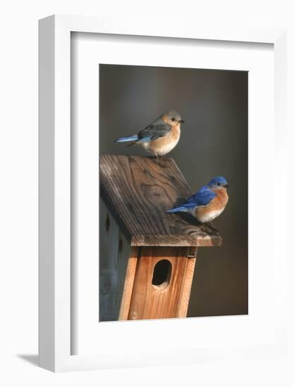 Eastern Bluebird Male and Female on Peterson Nest Box Marion County, Illinois-Richard and Susan Day-Framed Photographic Print