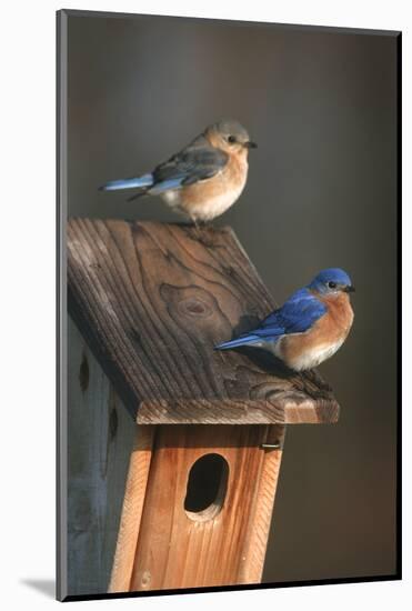 Eastern Bluebird Male and Female on Peterson Nest Box Marion County, Illinois-Richard and Susan Day-Mounted Photographic Print