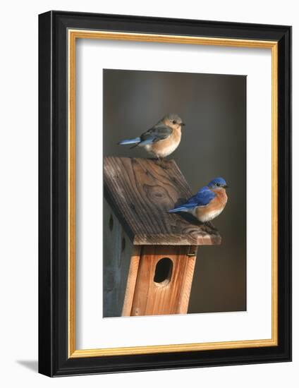 Eastern Bluebird Male and Female on Peterson Nest Box Marion County, Illinois-Richard and Susan Day-Framed Photographic Print