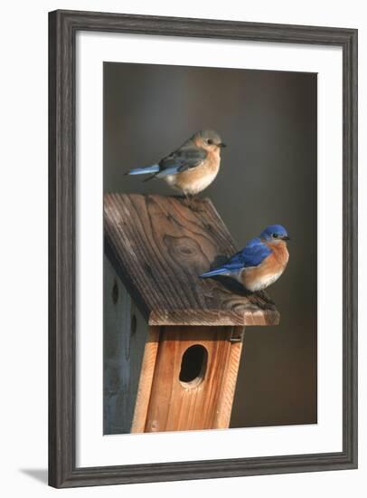Eastern Bluebird Male and Female on Peterson Nest Box Marion County, Illinois-Richard and Susan Day-Framed Photographic Print