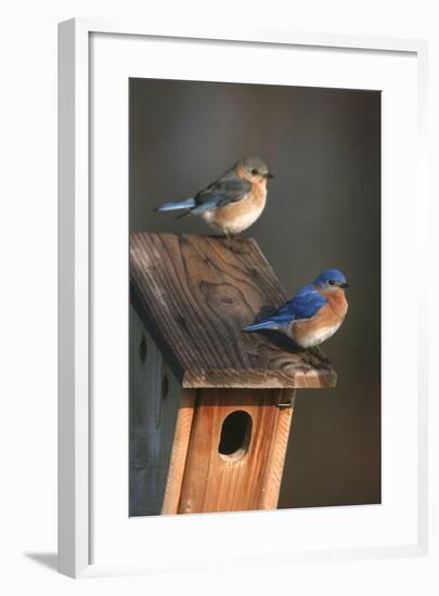 Eastern Bluebird Male and Female on Peterson Nest Box Marion County, Illinois-Richard and Susan Day-Framed Photographic Print