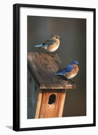 Eastern Bluebird Male and Female on Peterson Nest Box Marion County, Illinois-Richard and Susan Day-Framed Photographic Print