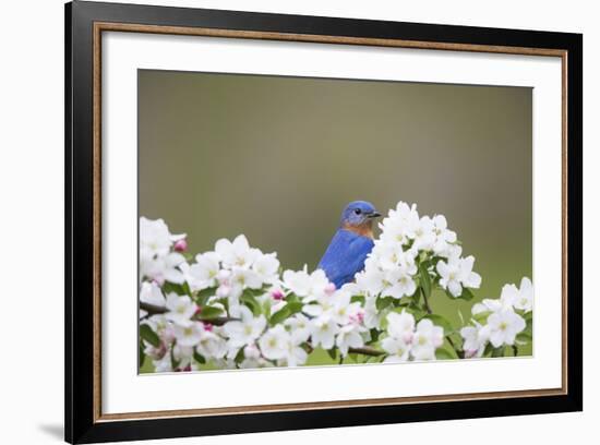 Eastern Bluebird Male in Crabapple Tree, Marion, Illinois, Usa-Richard ans Susan Day-Framed Photographic Print