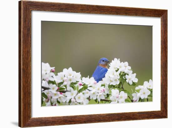 Eastern Bluebird Male in Crabapple Tree, Marion, Illinois, Usa-Richard ans Susan Day-Framed Photographic Print