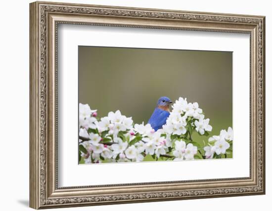 Eastern Bluebird Male in Crabapple Tree, Marion, Illinois, Usa-Richard ans Susan Day-Framed Photographic Print