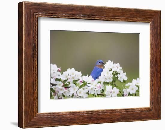 Eastern Bluebird Male in Crabapple Tree, Marion, Illinois, Usa-Richard ans Susan Day-Framed Photographic Print