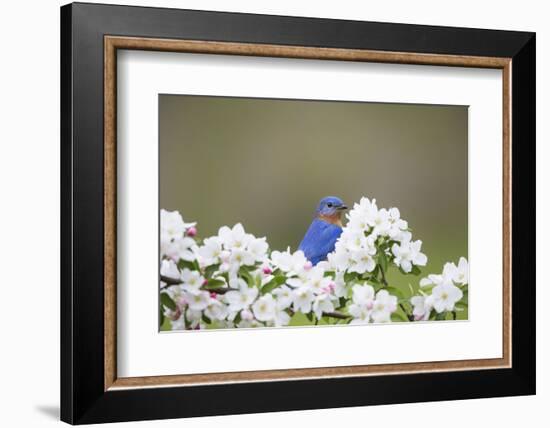 Eastern Bluebird Male in Crabapple Tree, Marion, Illinois, Usa-Richard ans Susan Day-Framed Photographic Print