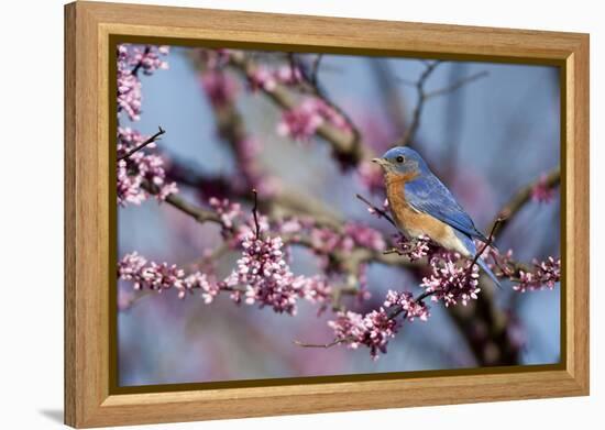 Eastern Bluebird Male in Eastern Redbud, Marion, Illinois, Usa-Richard ans Susan Day-Framed Premier Image Canvas