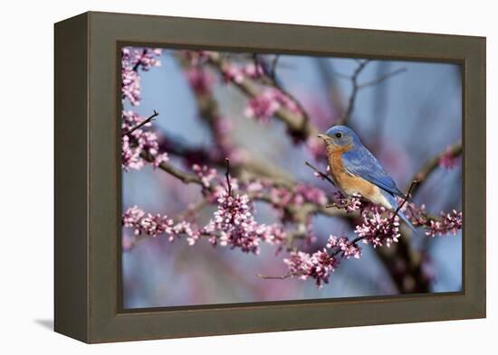 Eastern Bluebird Male in Eastern Redbud, Marion, Illinois, Usa-Richard ans Susan Day-Framed Premier Image Canvas