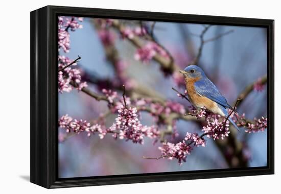 Eastern Bluebird Male in Eastern Redbud, Marion, Illinois, Usa-Richard ans Susan Day-Framed Premier Image Canvas