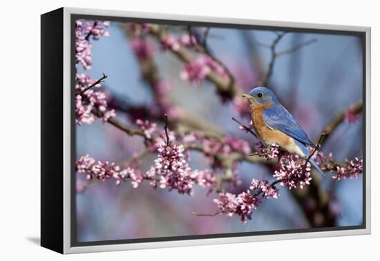 Eastern Bluebird Male in Eastern Redbud, Marion, Illinois, Usa-Richard ans Susan Day-Framed Premier Image Canvas