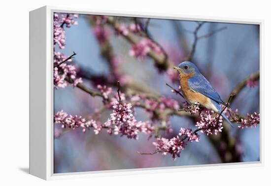 Eastern Bluebird Male in Eastern Redbud, Marion, Illinois, Usa-Richard ans Susan Day-Framed Premier Image Canvas