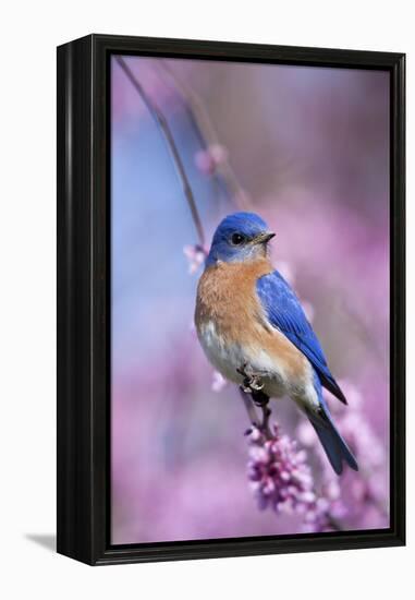 Eastern Bluebird Male in Eastern Redbud, Marion, Illinois, Usa-Richard ans Susan Day-Framed Premier Image Canvas