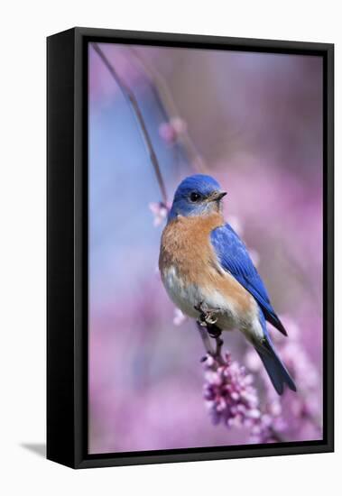 Eastern Bluebird Male in Eastern Redbud, Marion, Illinois, Usa-Richard ans Susan Day-Framed Premier Image Canvas