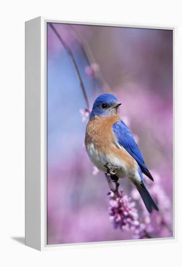 Eastern Bluebird Male in Eastern Redbud, Marion, Illinois, Usa-Richard ans Susan Day-Framed Premier Image Canvas