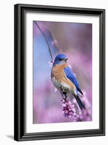 Eastern Bluebird Male in Eastern Redbud, Marion, Illinois, Usa-Richard ans Susan Day-Framed Photographic Print