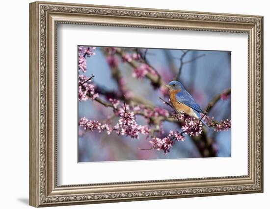 Eastern Bluebird Male in Eastern Redbud, Marion, Illinois, Usa-Richard ans Susan Day-Framed Photographic Print